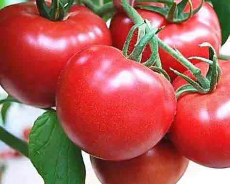 番茄酱加工青青草污网站APP