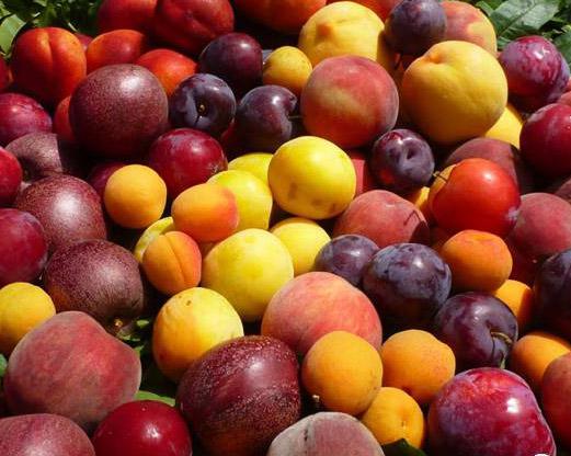 桃子、李子、杏子加工青青草污网站APP