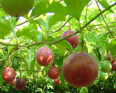 百香果、西番莲加工青青草污网站APP