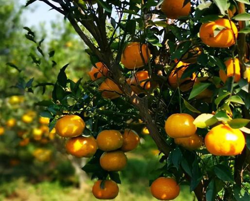 新会柑果球加工青青草污网站APP